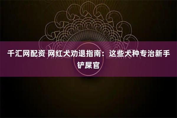 千汇网配资 网红犬劝退指南:这些犬种专治新手铲屎官
